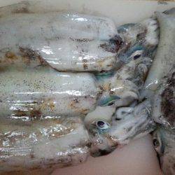 まだまだエギング!!