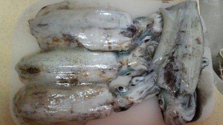 まだまだエギング!!