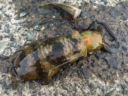 コロッケサイズ