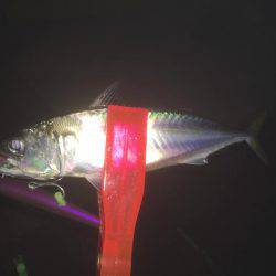 ワインド＆エギング