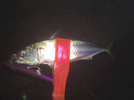 ワインド＆エギング