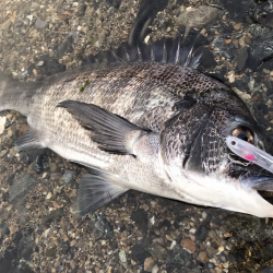 初場所チヌトップ！！