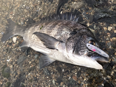 初場所チヌトップ！！