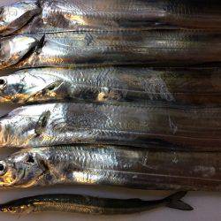 釣りバカばっか