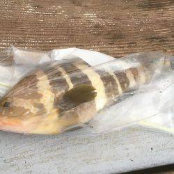 メバルっち遠征