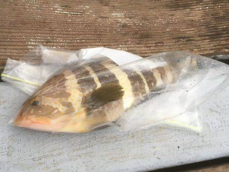 メバルっち遠征