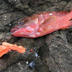 ロックフィッシュ！