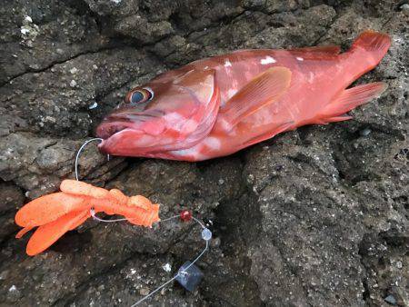 ロックフィッシュ！