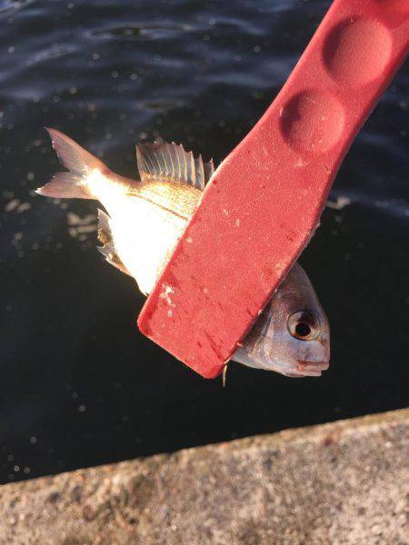 サビキは昼間も入れ食い