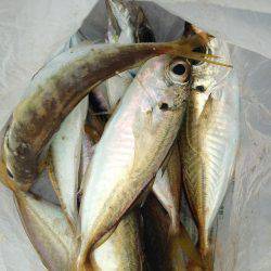 アオリおらず!!!