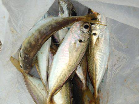 アオリおらず!!!