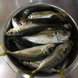 アジは裏切りません