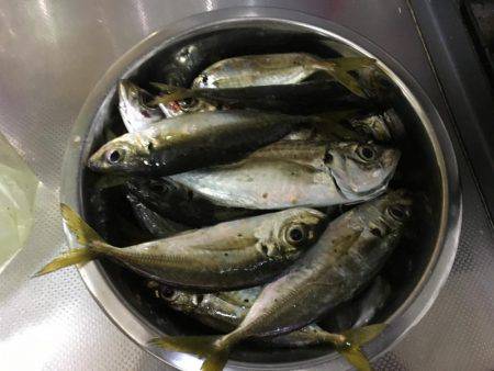 アジは裏切りません