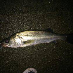 朝マズメ、シーバス