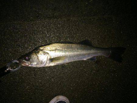 朝マズメ、シーバス