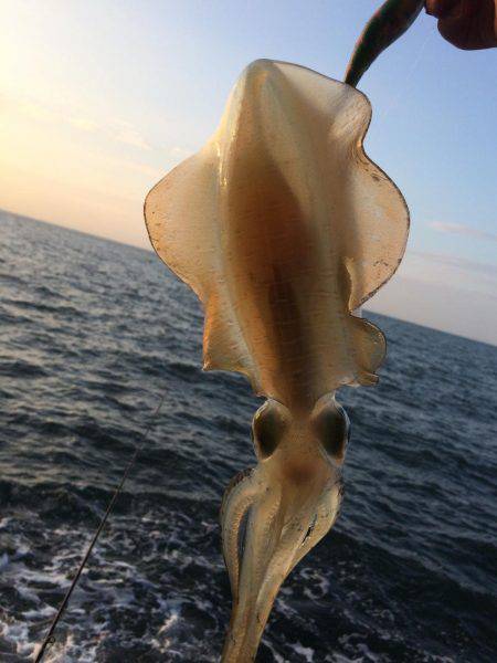 中紀シャローランガン