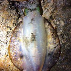 中紀夕マヅメ〜ナイト