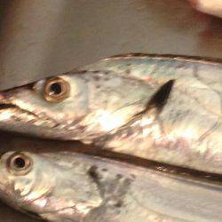 タチウオのちサゴシ