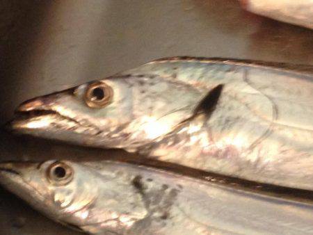 タチウオのちサゴシ