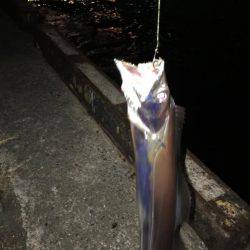 強風の中タチウオ釣りに