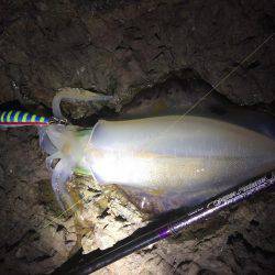 夕マヅメ不発・・・