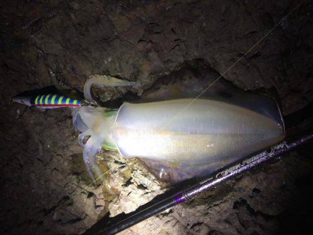 夕マヅメ不発・・・