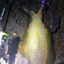 ナイトではポロポロと