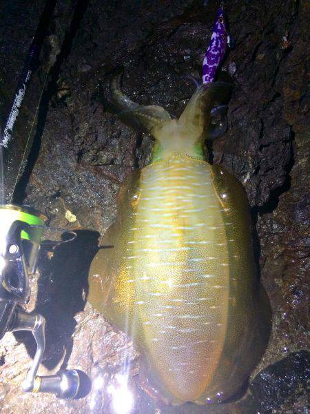 ナイトではポロポロと