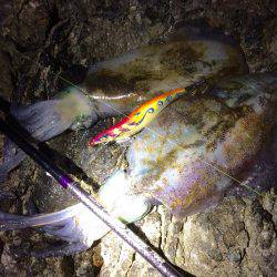 またまた爆風エギング