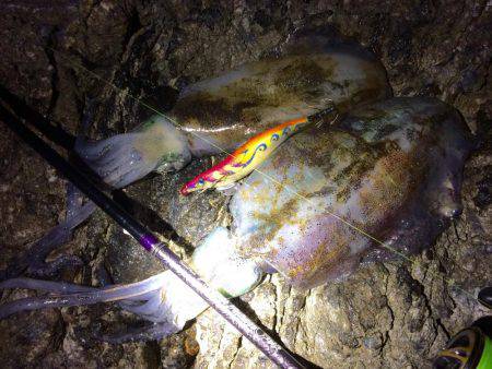 またまた爆風エギング