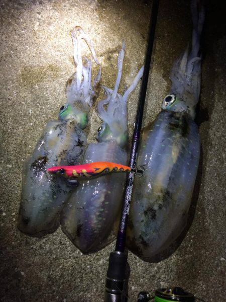 夕マヅメエギング