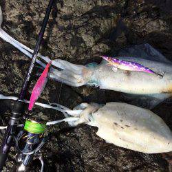 激流ナイトエギング