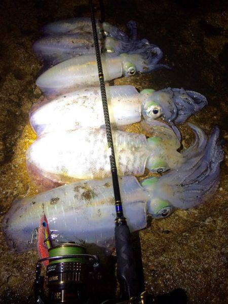 夜中の短時間エギング