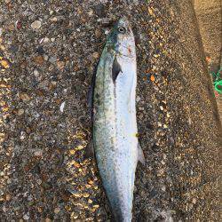 ミノーでサゴシ