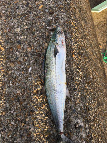 ミノーでサゴシ