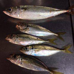 1日休んで今日もアジング