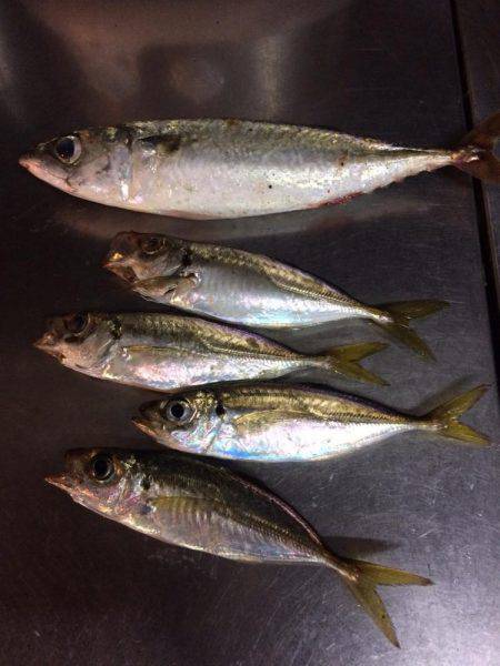 1日休んで今日もアジング