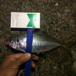 今日は尺アジクラスを求めて