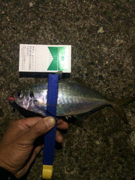 今日は尺アジクラスを求めて