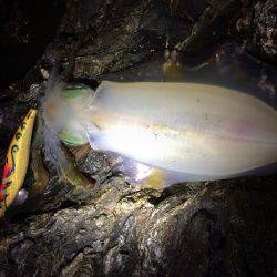 夕マヅメ過ぎからチョロっとエギング!