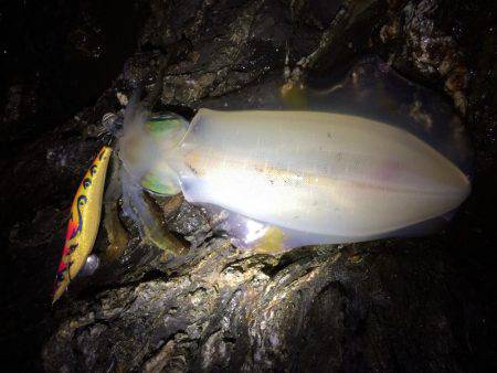 夕マヅメ過ぎからチョロっとエギング!