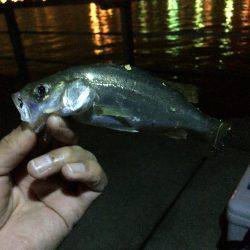 雨の予報覚悟で