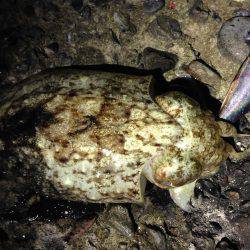 1年ぶりのコウイカ