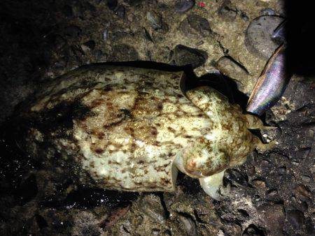 １年ぶりのコウイカ