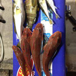 モンスターアコウGET‼️