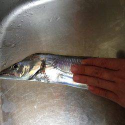 ウキ釣り厳しい