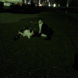 アジングがザバ、サヨリ