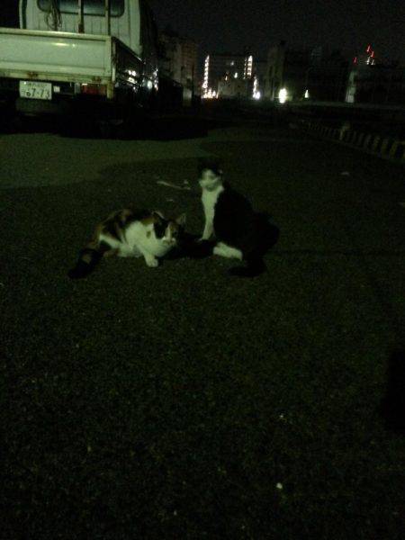 アジングがザバ、サヨリ