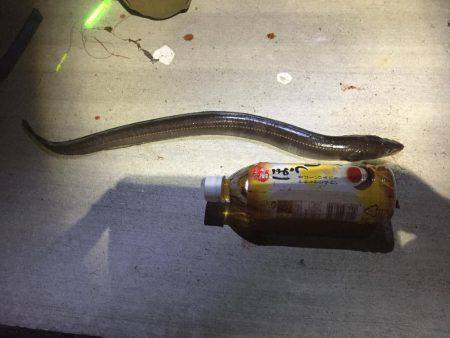 アジングのちタチウオ