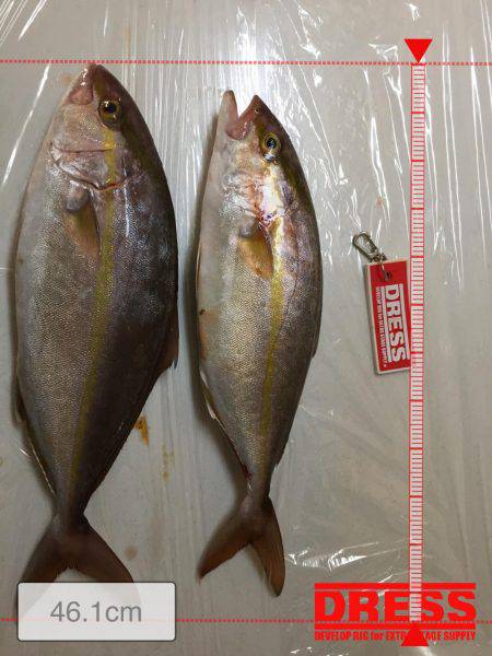 カンパチ狙いで‥